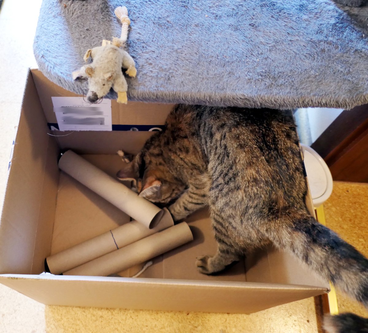 Katze Lilly sucht konzentriert in einem großen Karton nach einem versteckten Leckerlie. Zwischen drei Papprollen schnuppert und tastet sie mit den Pfoten nach der richtigen Rolle. Auf dem Katzenbaum darüber beobachtet ihre Stoffmaus neugierig das Geschehen. Lilly-20260711a