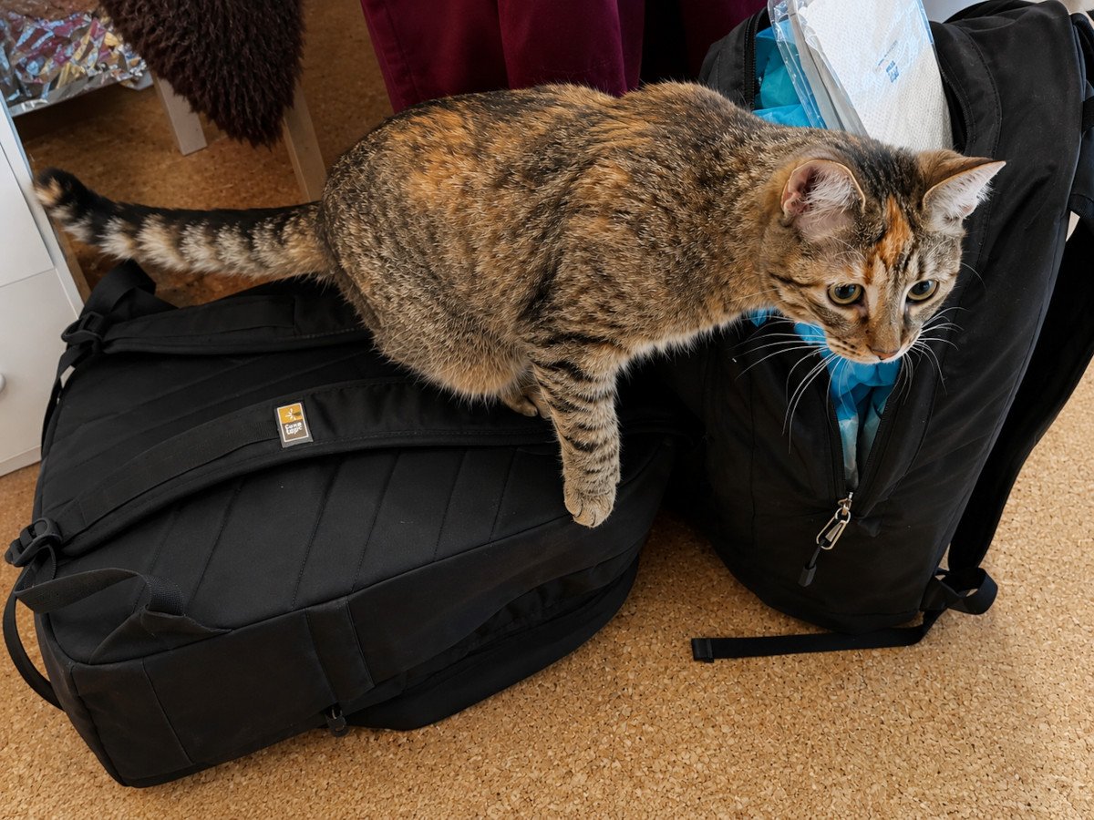 Katze Lilly steigt neugierig über zwei schwarze Rucksäcke und untersucht aufmerksam das Gepäck ihrer zurückgekehrten Zweibeiner. Lilly-20260517a