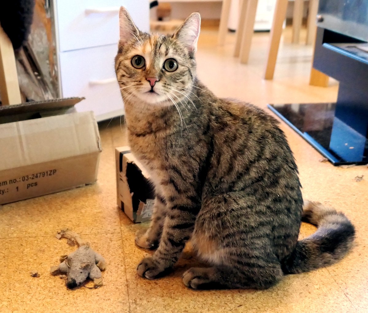 Katze Lilly sitzt aufmerksam auf dem Fußboden neben ihrer abgewetzten Lieblingsstoffmaus. Mit großen runden Augen blickt sie direkt zur Kamera, als wolle sie sagen: „Was ist los? Ich war's nicht!“ Im Hintergrund stehen Kartons und Möbel, die gemütliche Wohnung wirkt wie ihr kleines Katzenreich. Lilly-20260715a
