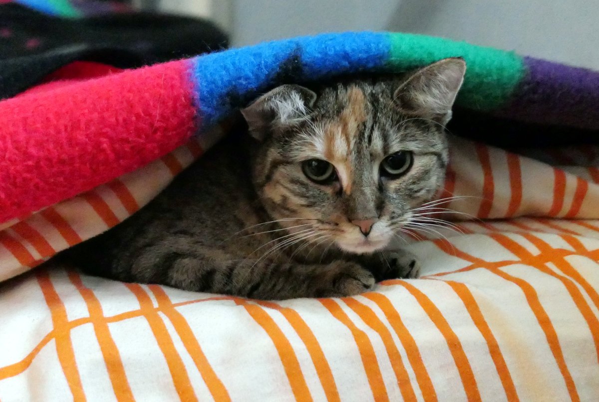 Katze Lilly schaut mit großen, aufmerksamen Augen unter einer bunten Decke hervor. Nur ihr Kopf und die Vorderpfoten sind zu sehen, während sie sich gemütlich in ihrem Deckenversteck eingekuschelt hat. Lilly-20260609