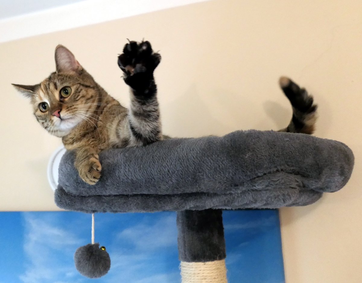 Katze Lilly liegt auf der obersten Liegefläche ihres Katzenbaums. Mit erhobener Vorderpfote zeigt sie ihre schwarzen Ballen und leicht ausgefahrenen Krallen, als würde sie freundlich zum Abschied winken. Ihr Blick ist aufmerksam und neugierig in die Kamera gerichtet. Lilly-20260801a