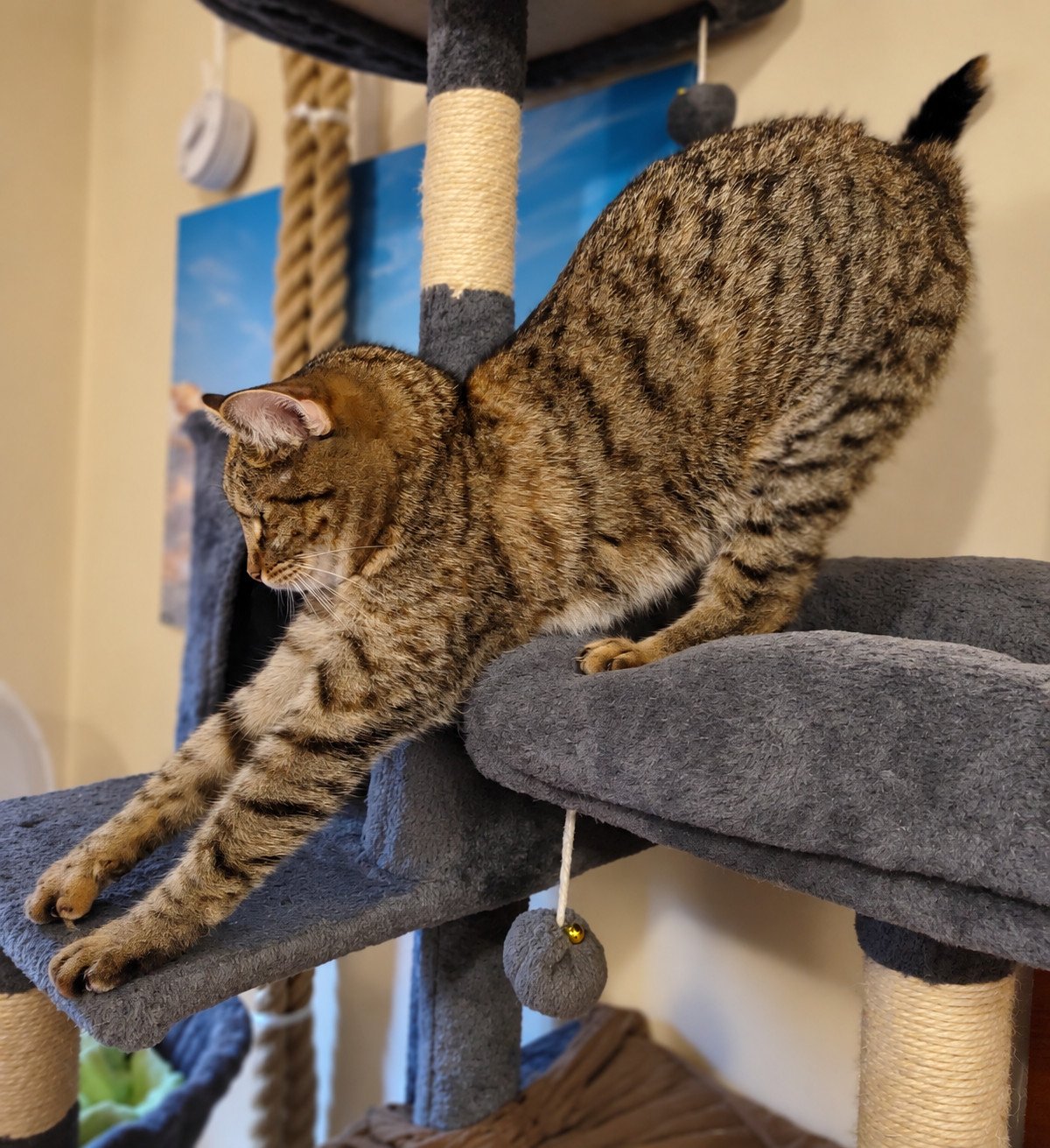 Braun getigerte Katze Lilly bewegt sich auf ihrem grauen Katzenbaum von einer höheren gepolsterten Liegefläche auf eine darunterliegende Ebene. Dabei streckt sie ihre Vorderbeine weit nach unten, während der Hinterkörper noch oben steht. Im Hintergrund sind Kratzstämme, Seile und Spielbälle des Katzenbaums zu sehen. Lilly-20260912
