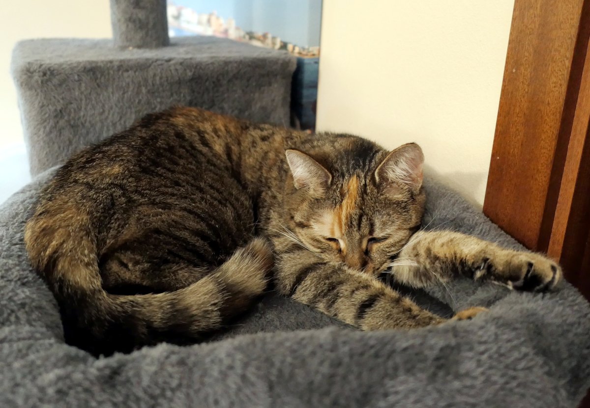 Katze Lilly liegt zusammengerollt und entspannt auf der weichen grauen Liegefläche ihres Katzenbaums. Die junge getigerte Katze mit ihrem charakteristischen hellen Stirnstreifen hat die Augen halb geschlossen und ruht nach ihren Abenteuern. Im Hintergrund sind weitere Teile des Katzenbaums zu erkennen, die Szene wirkt gemütlich und friedlich. Lilly-20260615