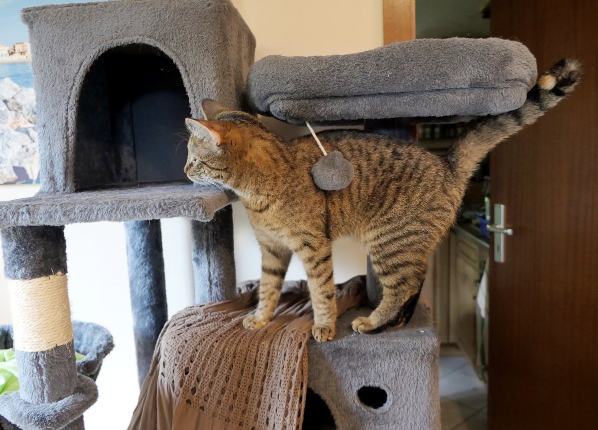 Katze Lilly steht aufmerksam auf ihrem Katzenbaum, den Schwanz hoch erhoben. Sie blickt neugierig in den Raum, während hinter ihr ein grauer Spielball am Kratzbaum hängt. Lilly-20260719a