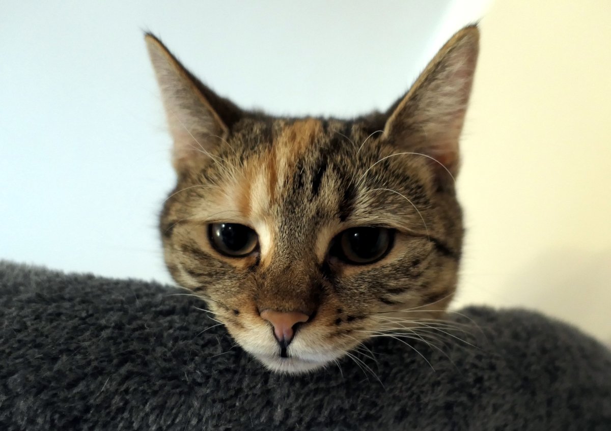 Lilly liegt ganz oben auf ihrem Katzenbaum. Nur ihr Kopf ist sichtbar, müde über den weichen Rand der Liegefläche gelegt, die Augen halb geschlossen, als würde sie alles beobachten – und gleichzeitig tief entspannen. Lilly-20260124