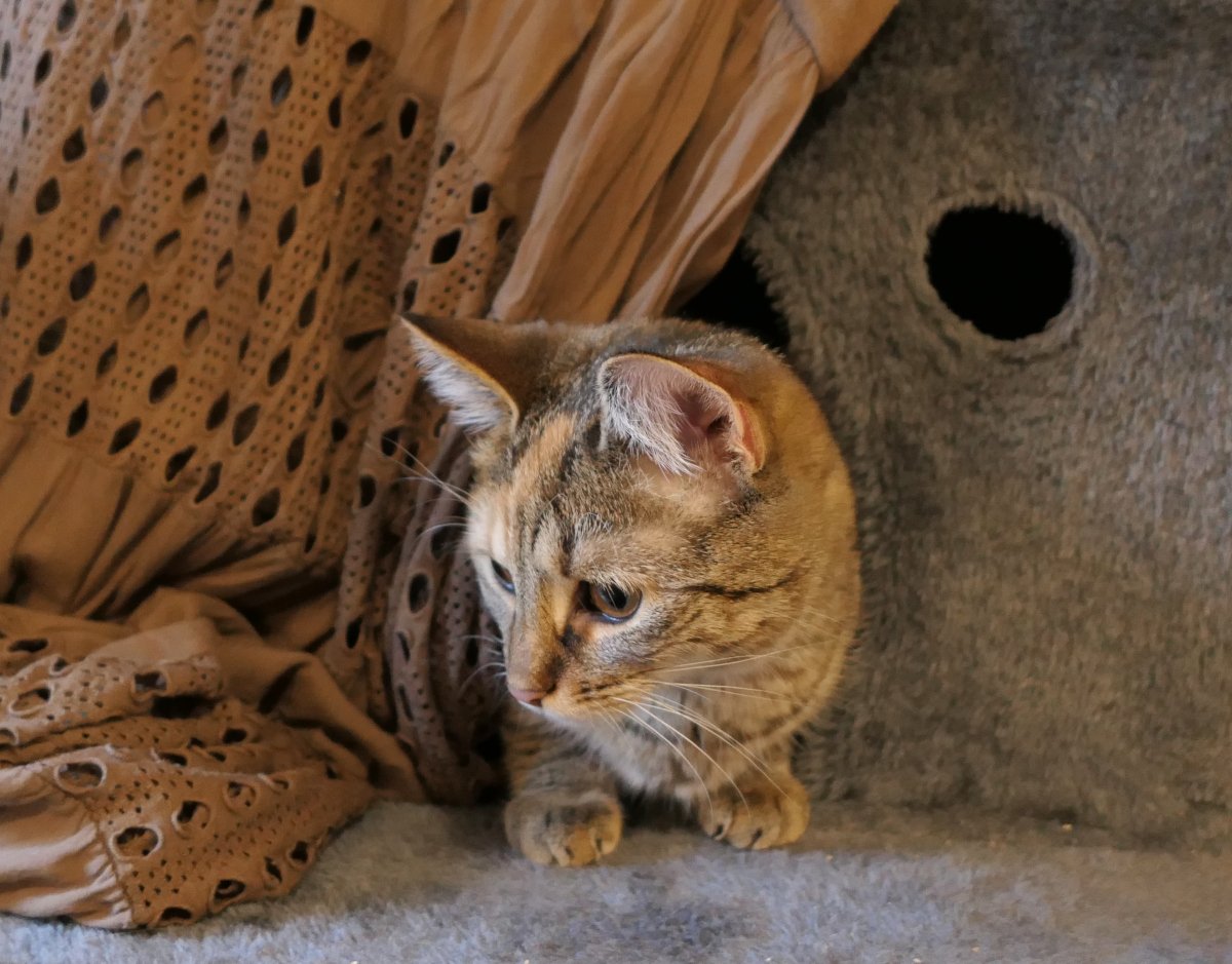 Katze Lilly sitzt gemütlich in ihrem Katzenhäuschen auf dem Katzenbaum. Der Eingang ist mit einem braunen Tuch abgedeckt, aus dem nur ihr neugieriger Kopf und die beiden Vorderpfoten hervorschauen – aufmerksam, wachsam und perfekt eingekuschelt. Lilly-20260108