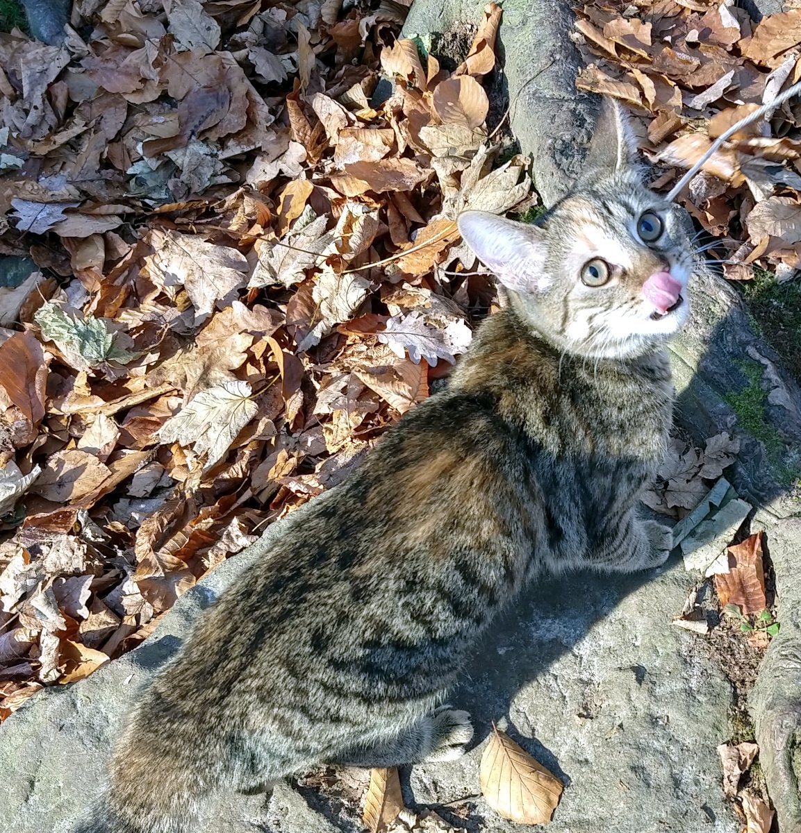 lilly-20251123a