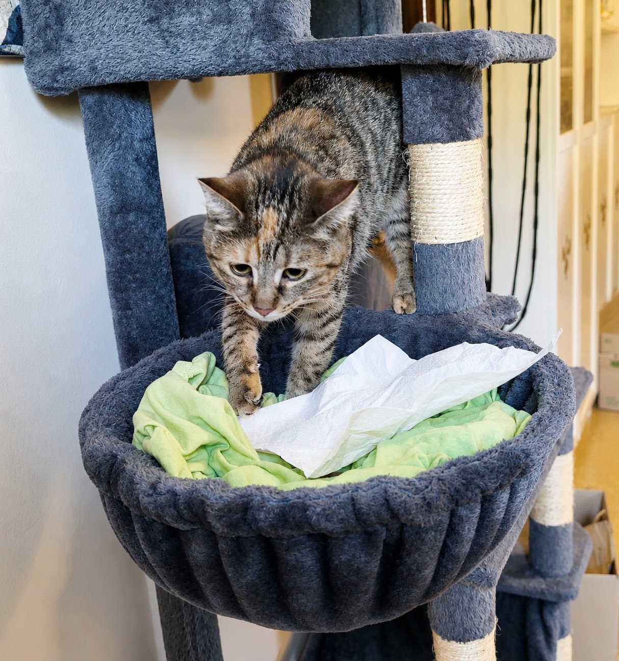 Katze Lilly steht konzentriert in der Hängemulde ihres Katzenbaums. Vor ihr liegen ein grünes Tuch und ein weißes Papiertuch, unter dem ein verstecktes Leckerli verborgen ist. Mit gespitzten Ohren und wachem Blick untersucht sie aufmerksam ihr heutiges Leckerlie-Versteck-Spiel. Lilly-20260624a