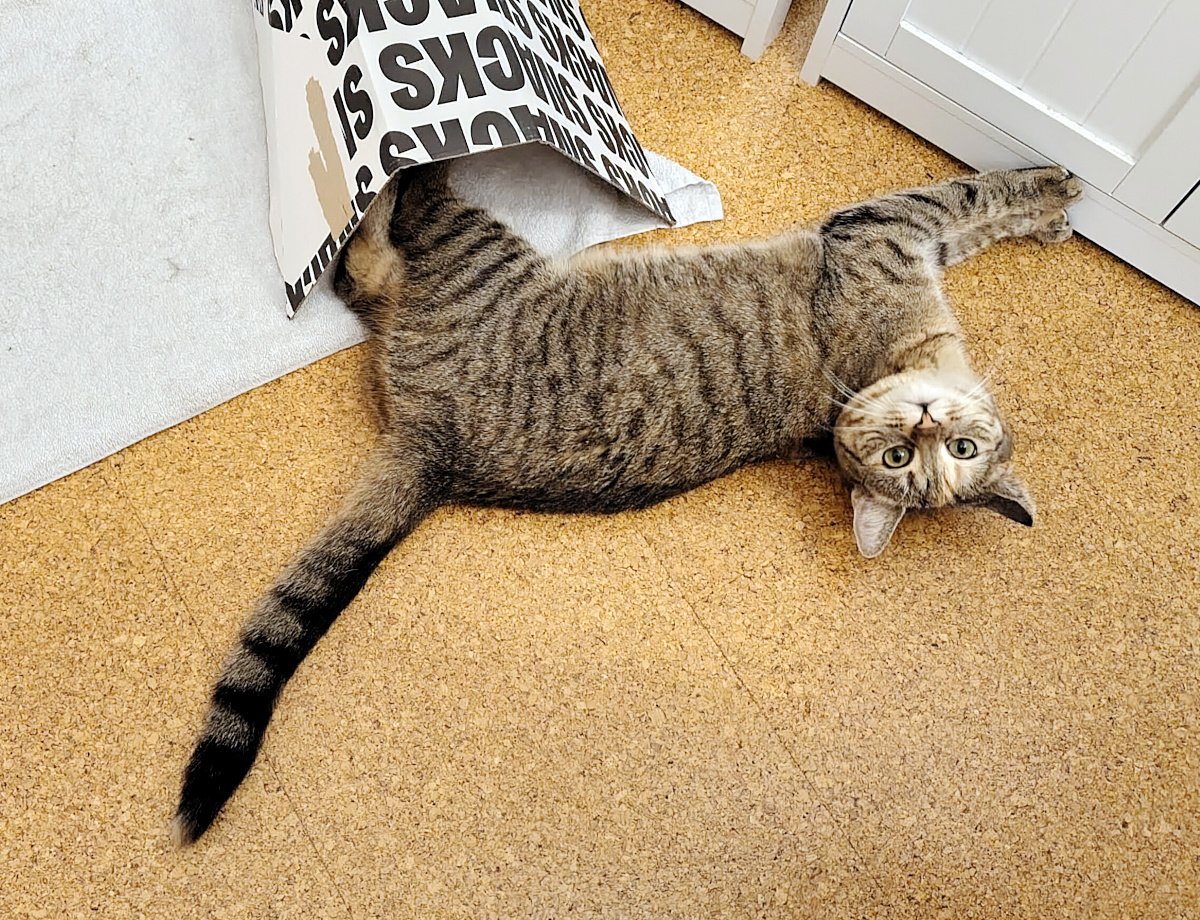 Getigerte Katze Lilly liegt ausgestreckt auf dem Boden neben einem weißen Schrank. Ihre Vorderpfoten stemmen sich gegen den Schrank, während sie den Kopf kopfüber zur Kamera dreht und mit großen, unschuldigen Augen schaut, als wolle sie sagen: „Ich mache doch gar nichts!“ Lilly-20261001a