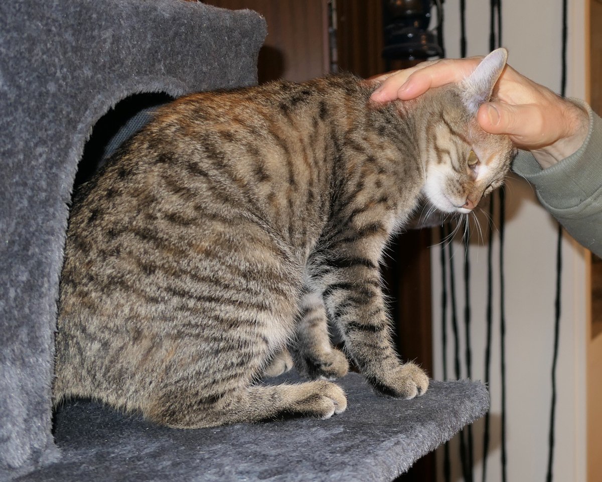 Lilly sitzt aufrecht vor ihrem Katzenhaus, genießt eine liebevolle Kopfmassage und neigt dabei den Kopf leicht zur Seite. Ein Bild puren Katzenwohlfühlens. lilly-20251127c