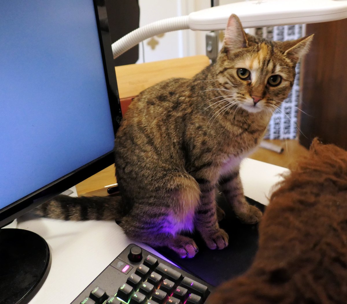 Katze Lilly sitzt aufmerksam auf einem schwarzen Mauspad direkt vor einer beleuchteten Tastatur neben einem Monitor. Sie blickt neugierig und leicht prüfend in die Kamera. Im Hintergrund sind technische Geräte zu sehen, wodurch die Szene wie ein kleiner Arbeitsplatz wirkt, den Lilly offensichtlich kontrolliert. Lilly-20260427