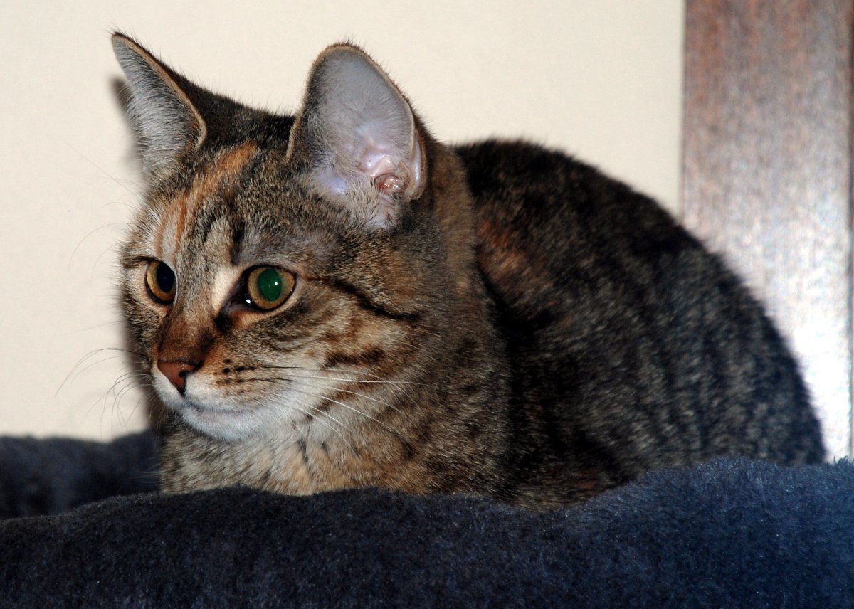Katze Lilly liegt seitlich zusammengerollt auf ihrer warmen Liegefläche auf den Kratzbaum. Ihr weiches Fell bildet sanfte Rundungen, die Pfoten sind entspannt angezogen. Mit verträumten Augen blickt sie zur Seite, als würde sie in einer unsichtbaren Flauschewelt wandern. Ein ganz typischer Lilly-Moment: königlich, entspannt und voller innerer Poesie lilly-20251204