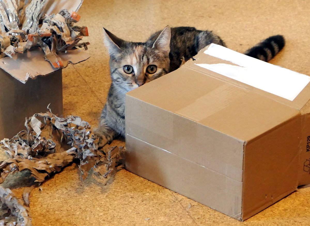 Katze Lilly sitzt zwischen zwei kleinen Kartons. Sie lugt neugierig über einen davon hinweg – nur der halbe Kopf ist sichtbar: aufgerichtete Ohren, große wache Augen und das Näschen, exakt im Fokus der Kamera. Der Rest des Körpers bleibt in der perfekten Tarnung verborgen. lilly-20251211a