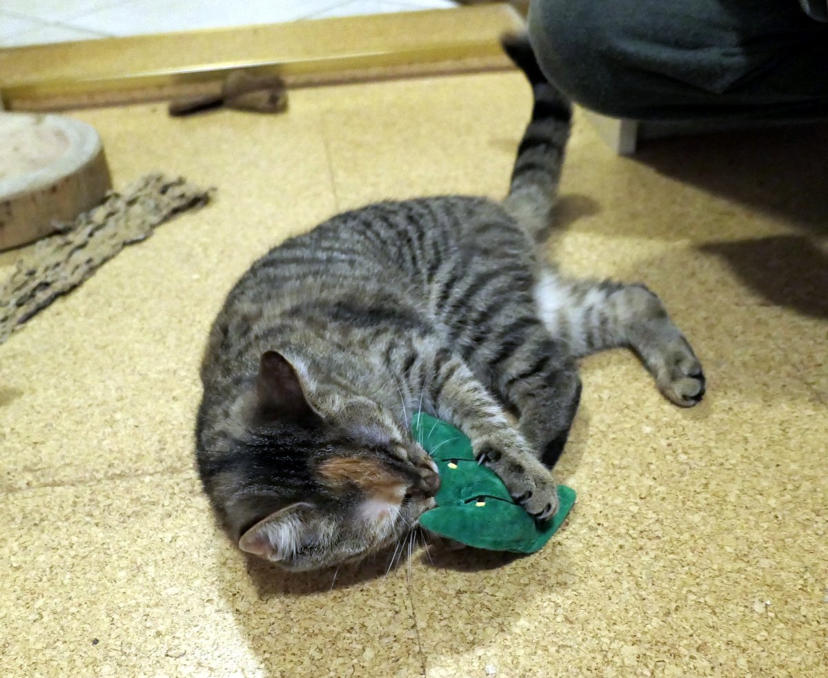 Katze Lilly spielt am Boden mit einem kleinen Plüsch-Weihnachtsbaum mit Katzeminze. Der Baum liegt leicht zerzaust vor ihr, Lilly ist ganz in ihr Spiel vertieft – Pfoten im Einsatz, Augen wach und neugierig. Lilly-20251225-a