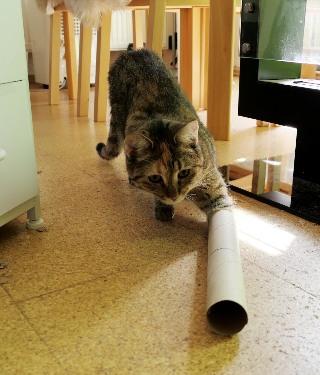 Katze Lilly schleicht konzentriert über den Fußboden und spielt mit einer weißen Papprolle. Mit einer Vorderpfote hält sie die Rolle fest, während sie sie neugierig beobachtet. Im Hintergrund sind Tischbeine und ein Teil der Wohnungseinrichtung zu sehen. Lilly-20260717