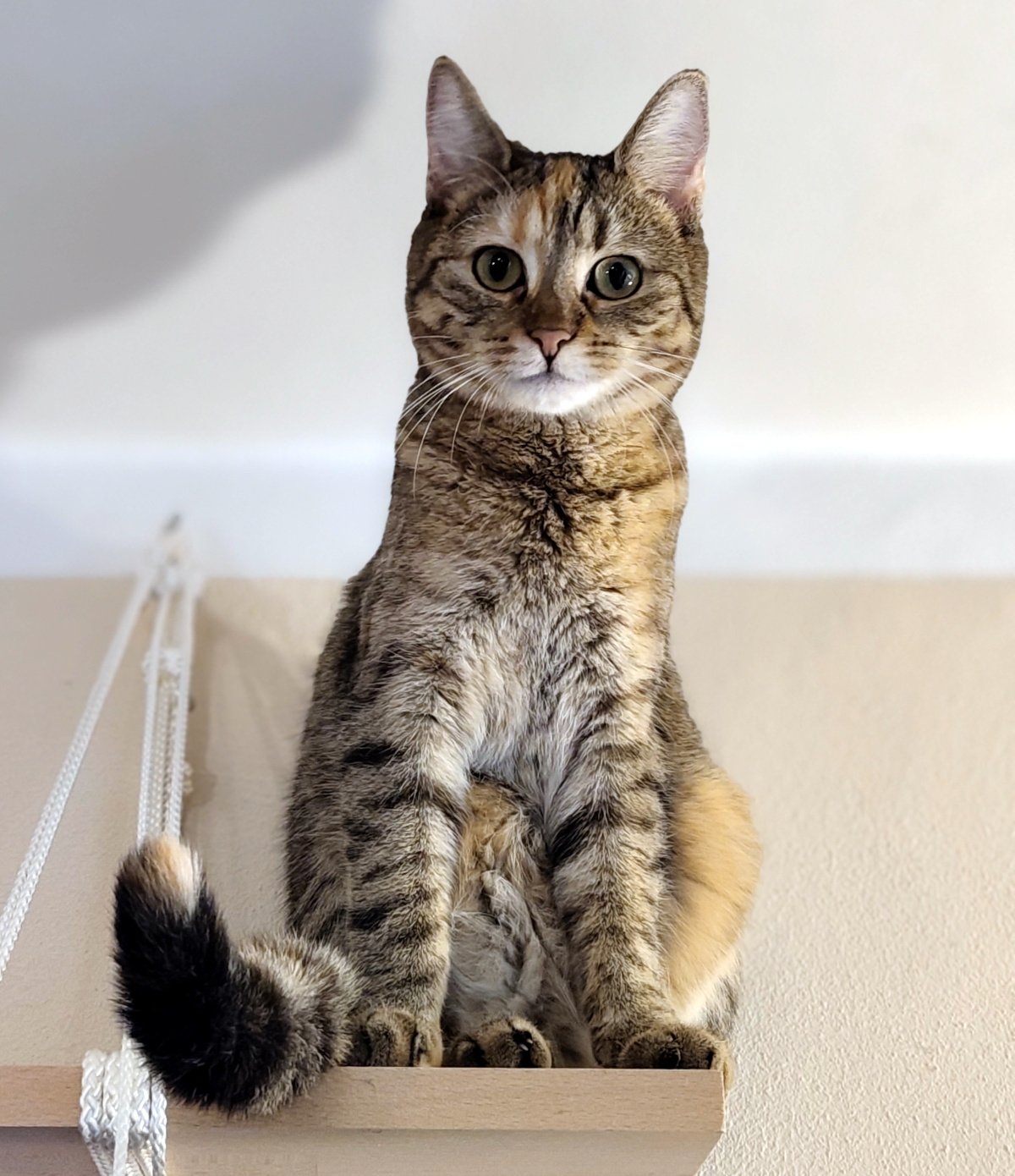 Katze Lilly sitzt aufrecht und sehr aufmerksam auf einem erhöhten Holzbrett nahe der Zimmerdecke. Sie schaut mit großen grünen Augen direkt in die Kamera, die Vorderpfoten ordentlich nebeneinander, während ihr geringelter Schwanz seitlich über das Brett hängt. Katze Lilly sitzt aufrecht und sehr aufmerksam auf einem erhöhten Holzbrett nahe der Zimmerdecke. Sie schaut mit großen grünen Augen direkt in die Kamera, die Vorderpfoten ordentlich nebeneinander, während ihr geringelter Schwanz seitlich über das Brett hängt. Lilly-20260917