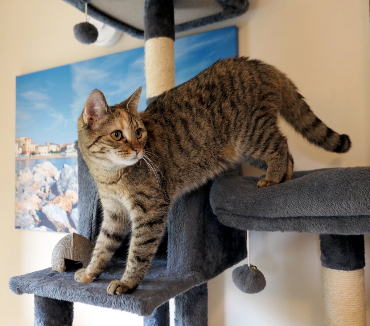 Katze Lilly steht aufmerksam auf ihrem grauen Katzenbaum. Mit neugierigem Blick schaut sie zur Seite, während sie gerade von einer Plattform zur nächsten klettert. Im Hintergrund hängt ein Bild mit einer Küstenlandschaft. Lilly wirkt wach, aufmerksam und bereit für ihr nächstes kleines Abenteuer. Lilly-20260616