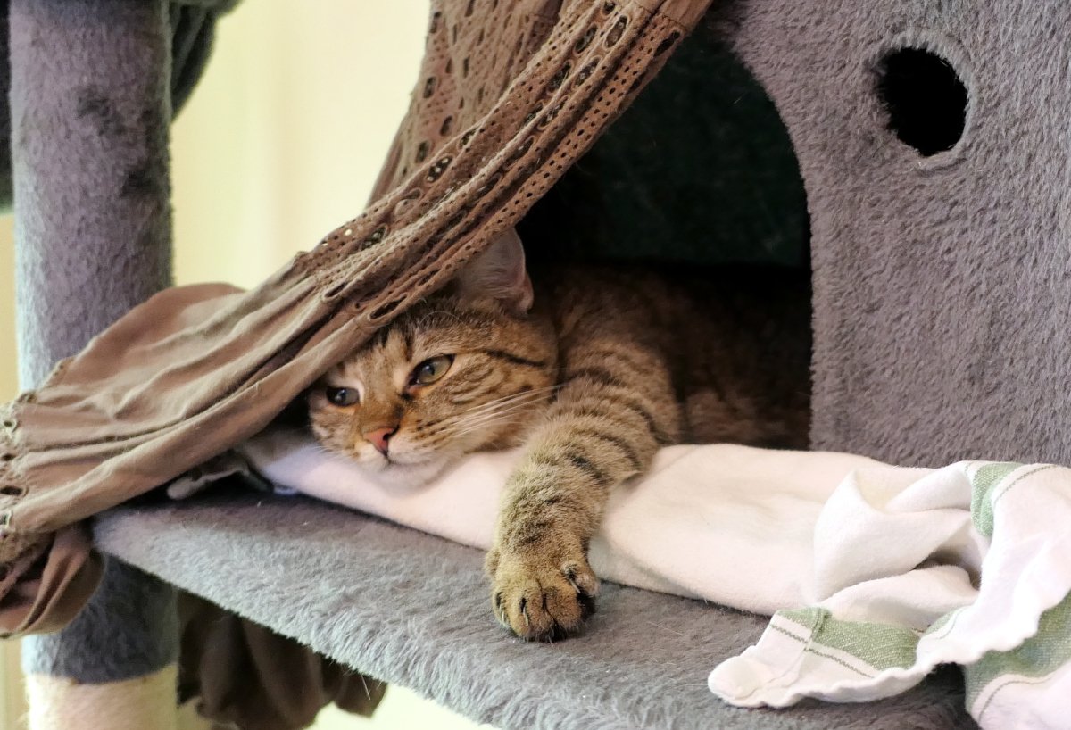 Katze Lilly liegt an einem heißen Sommertag entspannt in ihrem Katzenhaus auf dem Katzenbaum. Das Köpfchen und eine ausgestreckte Vorderpfote ruhen auf einem weißen Tuch, in das Kühlakkus eingewickelt sind. Mit halb geschlossenen Augen genießt sie die angenehme Abkühlung und beobachtet gelassen ihre Umgebung. Lilly-20260620