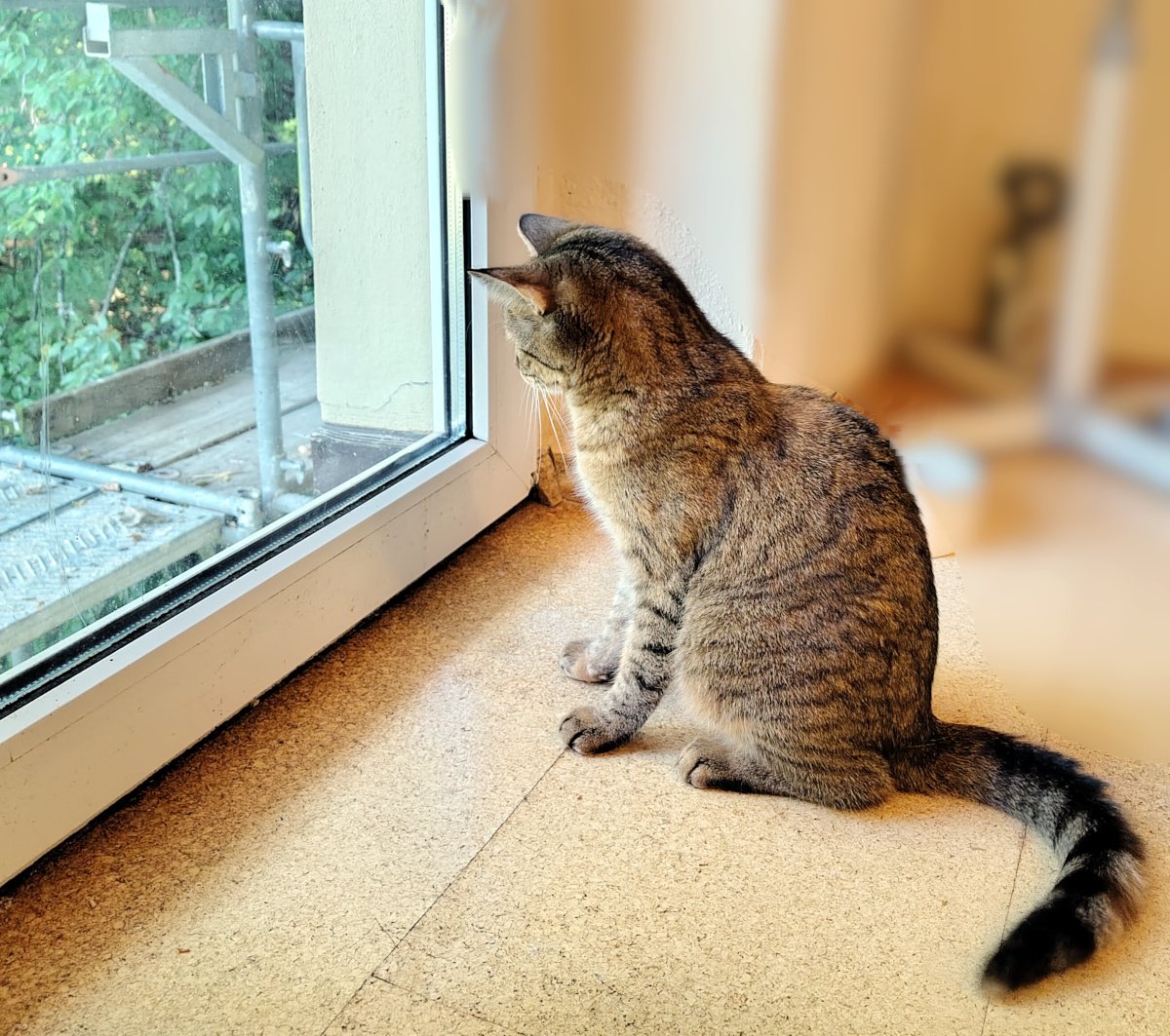 Katze Lilly sitzt direkt vor der geschlossenen Balkontür und schaut aufmerksam nach draußen. Durch die Scheibe sind das Gerüst und grüne Pflanzen zu sehen. Lilly beobachtet konzentriert das Geschehen vor dem Fenster. Lilly-20260930a