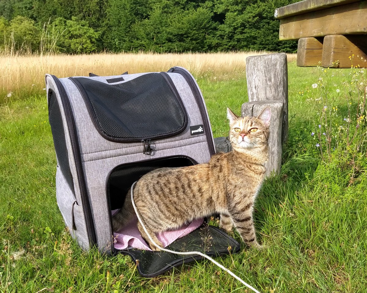 Katze Lilly verlässt stolz ihren geöffneten Wanderrucksack auf einer sonnigen Waldwiese. Mit erhobenem Kopf blickt sie aufmerksam in die Ferne, während hinter ihr hohes Gras und der Waldrand eine idyllische Kulisse bilden. Lilly-20260726a
