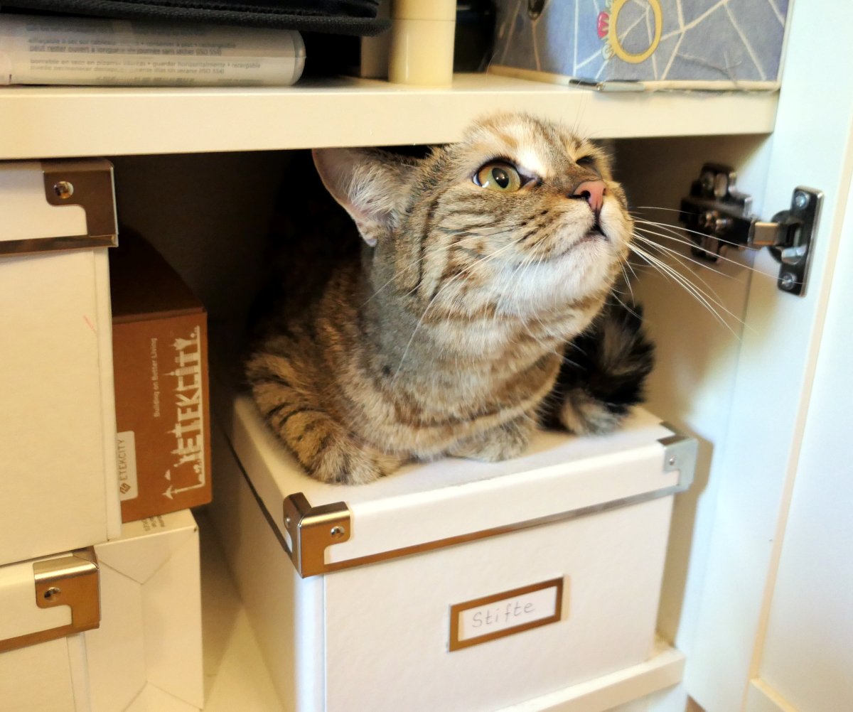 Katze Lilly sitzt zufrieden in einer weißen Aufbewahrungsbox im geöffneten Büroschrank. Weil eine Kiste herausgezogen wurde, hat sie die entstandene Lücke sofort für sich entdeckt und ausprobiert. Ihr Kopf stößt leicht an den oberen Schrankboden, während sie neugierig nach oben blickt und prüft, ob sich dieser ungewöhnliche Platz als neuer Lieblingsschlafplatz eignet. Lilly-20260716