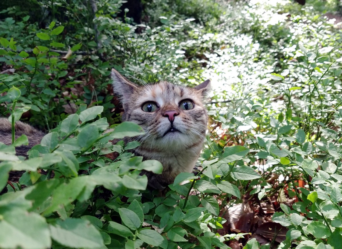 Katze Lilly steht mitten in dichtem grünen Unterholz im Wald. Zwischen den Blättern schaut ihr Kopf hervor, die großen grünen Augen aufmerksam nach oben gerichtet. Ihr Fell fügt sich erstaunlich gut in die Farben und Strukturen des Waldbodens ein. Lilly-20260809a