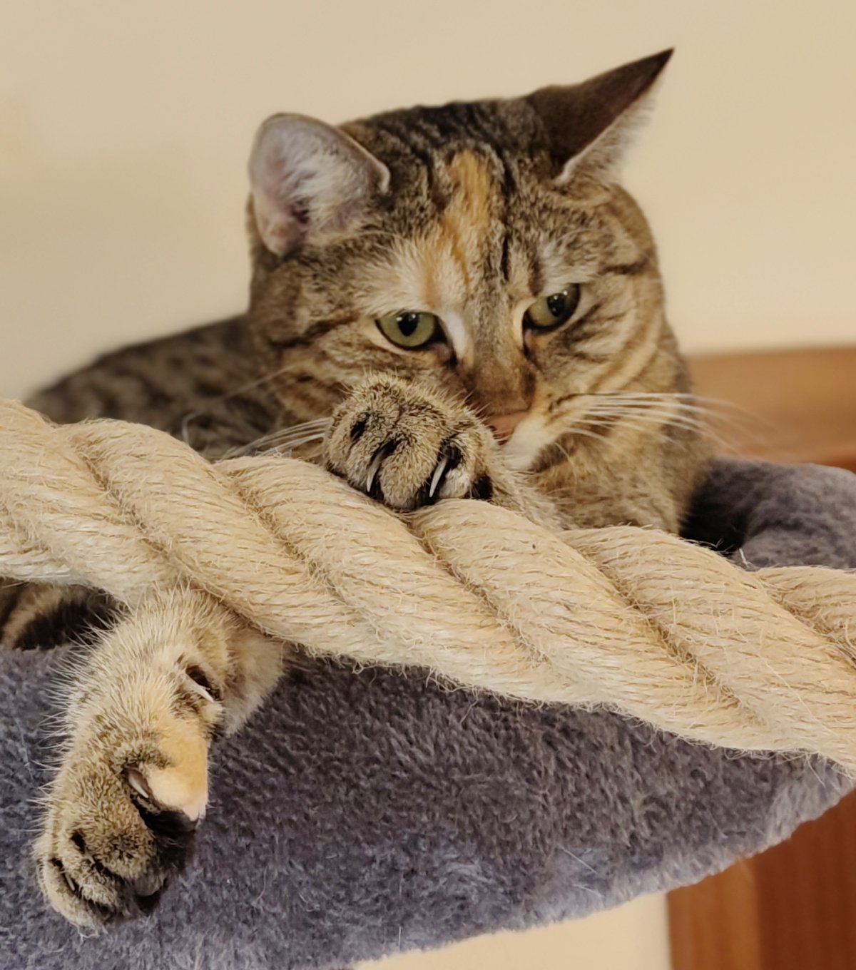 Nahaufnahme von Katze Lilly auf der oberen Liegefläche ihres Katzenbaums. Sie liegt dicht hinter dem dicken hellen Kletterseil, hat eine Vorderpfote daran abgelegt und blickt mit aufmerksam-nachdenklichem Ausdruck seitlich nach unten. Ihre grünen Augen, die Schnurrhaare und die leicht ausgestreckten Krallen sind gut zu erkennen. Lilly-20260924