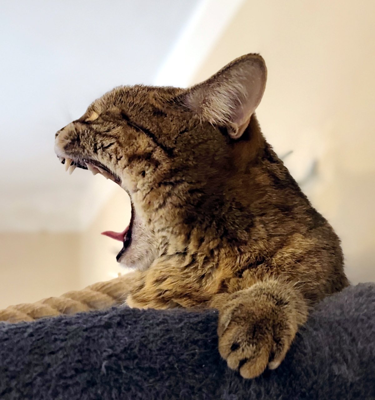 Nahaufnahme von Katze Lilly auf der oberen Liegefläche ihres Katzenbaums. Ihr Kopf ist seitlich zu sehen, während sie das Mäulchen weit aufreißt und ihre Zähne zeigt. Es wirkt, als würde sie wie eine kleine Löwin brüllen, tatsächlich gähnt sie gerade. Lilly-20260921a