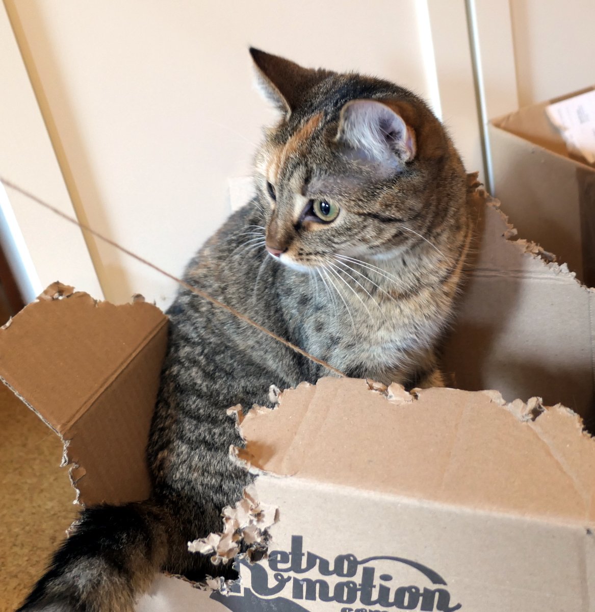 Katze Lilly sitzt aufmerksam in einem stark zerkratzten und zerbissenen Karton. Vor ihr liegt der erbeutete Bommel einer Katzenangel, während die gespannte Schnur quer durchs Bild verläuft. Rund um Lilly sind herausgerissene Kartonstücke wie kleines Katzenkonfetti verteilt. Lilly-20260513