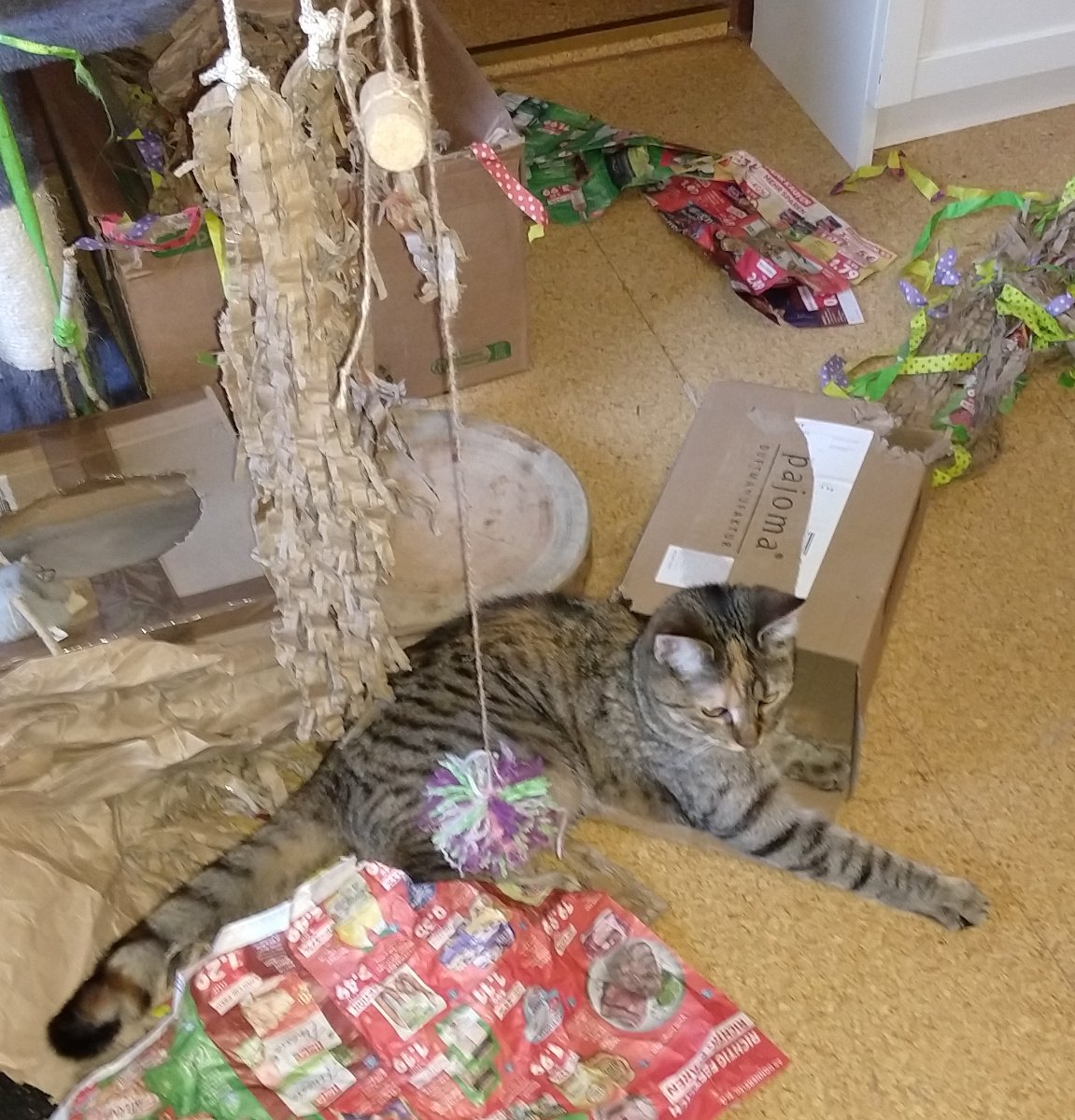 Katze Lilly liegt entspannt und zufrieden in ihrer Spiel-Chaos-Ecke. Um sie herum befinden sich mehrere leere, teils stark zerkratzte Kartons. Im Hintergrund steht ein Katzenbaum, daneben eine runde Baumscheibe zum Krallenwetzen. Von oben hängen Spielzeuge wie Fäden mit Korken, Pappstreifen und Bommeln herab. Die Szene wirkt verspielt, gemütlich und deutlich von Lilly als ihr persönliches Revier markiert. Lilly-202600201