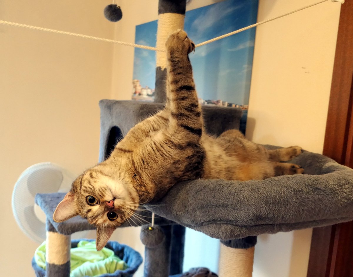 Katze Lilly liegt auf der oberen Liegefläche ihres Katzenbaums und hält sich mit einer Vorderpfote an einem darüber gespannten Seil fest. Dabei hängt sie kopfüber über den Rand der Liegefläche und blickt mit großen, neugierigen Augen direkt in die Kamera. Im Hintergrund sind weitere Ebenen des Katzenbaums und ein Ventilator zu sehen. Die Szene wirkt verspielt, sportlich und voller Entdeckergeist. Lilly-20260807