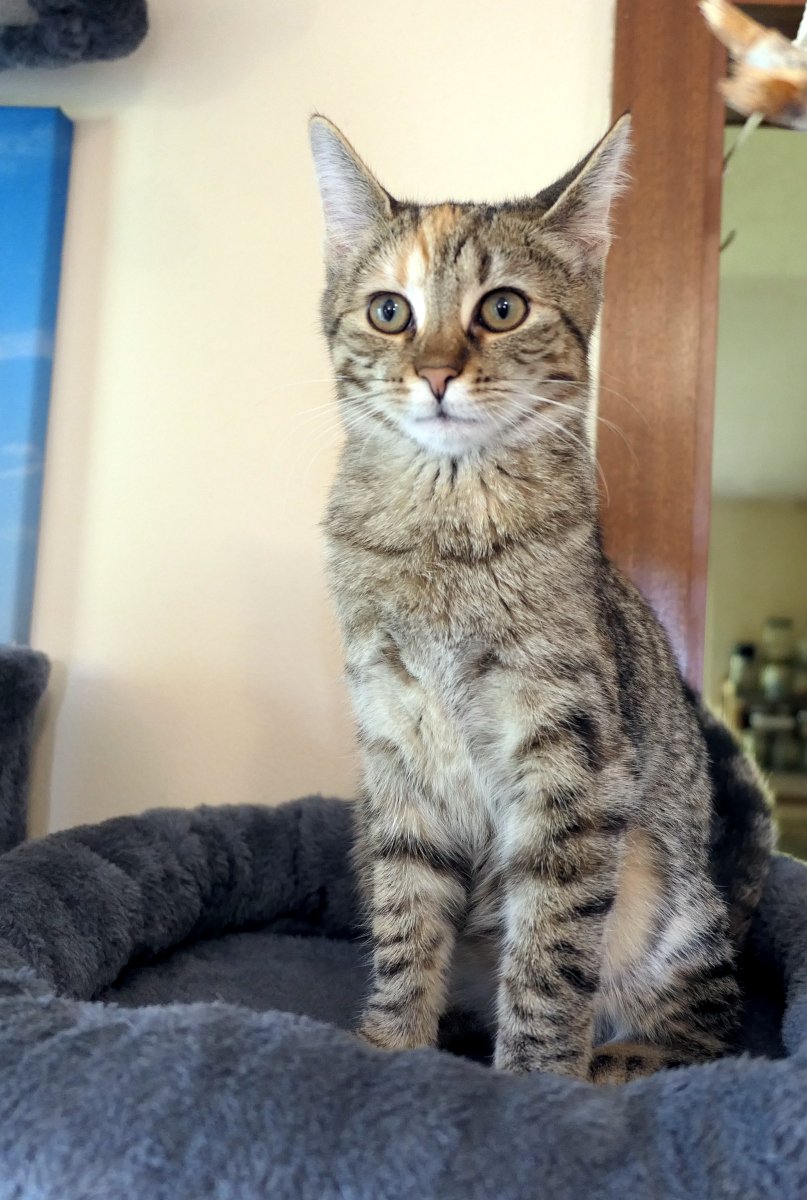 Katze Lilly sitzt stolz und aufrecht auf ihrem Katzenbaum. Ihre großen, wachsamen Augen und die gespannten Ohren verraten höchste Aufmerksamkeit – bereit, jeden Laut in ihrer Wohnung zu registrieren. lilly-20251101