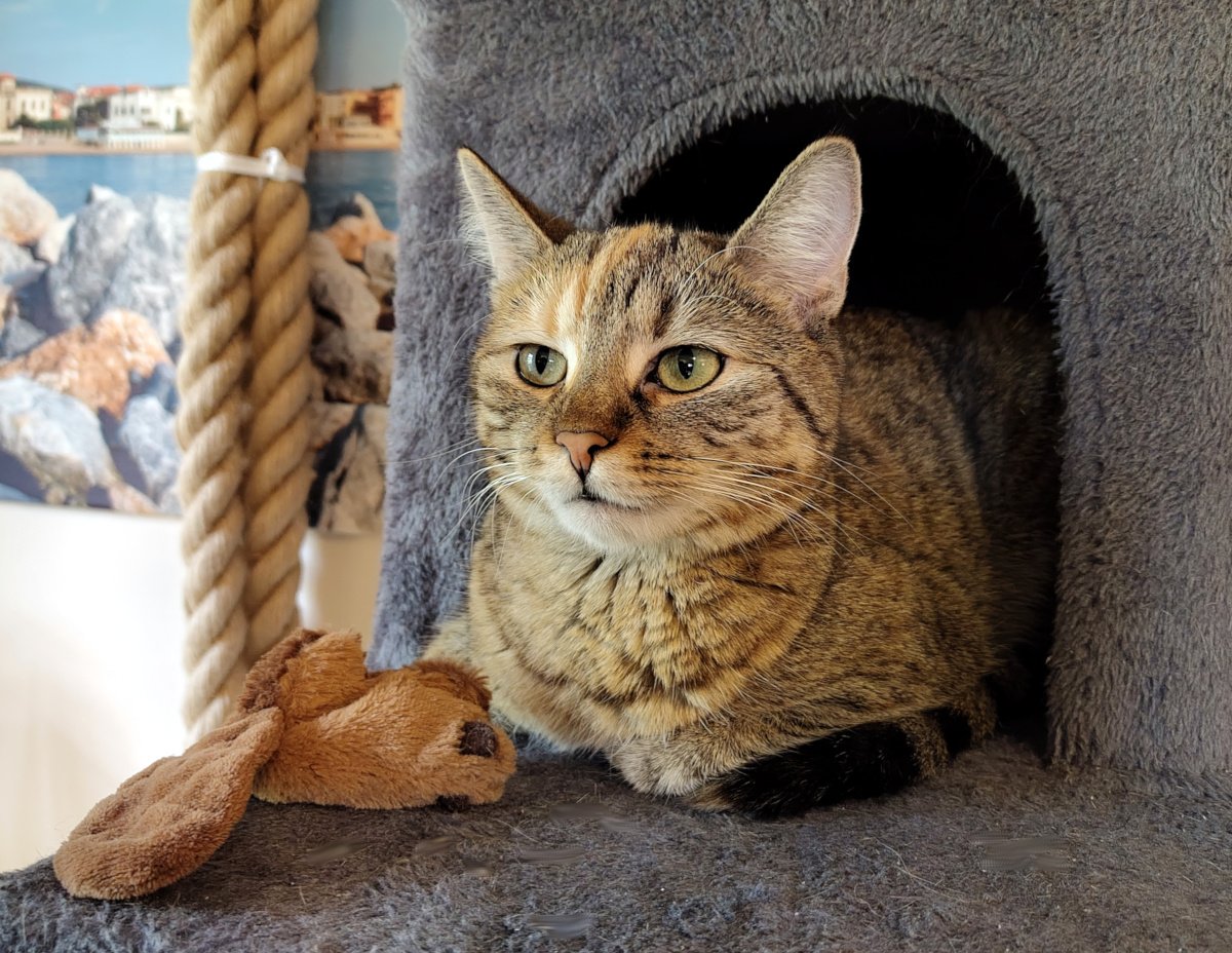 Katze Lilly liegt entspannt im Katzenhaus ihres grauen Katzenbaums und schaut mit aufmerksamem Blick nach vorn. Ihre Ohren stehen aufrecht, als würde sie gerade jedes Geräusch genau verfolgen. Neben ihr liegt ihr kleiner brauner Stoffbiber. Links im Bild ist das dicke Kletterseil zu sehen. Lilly-20260914