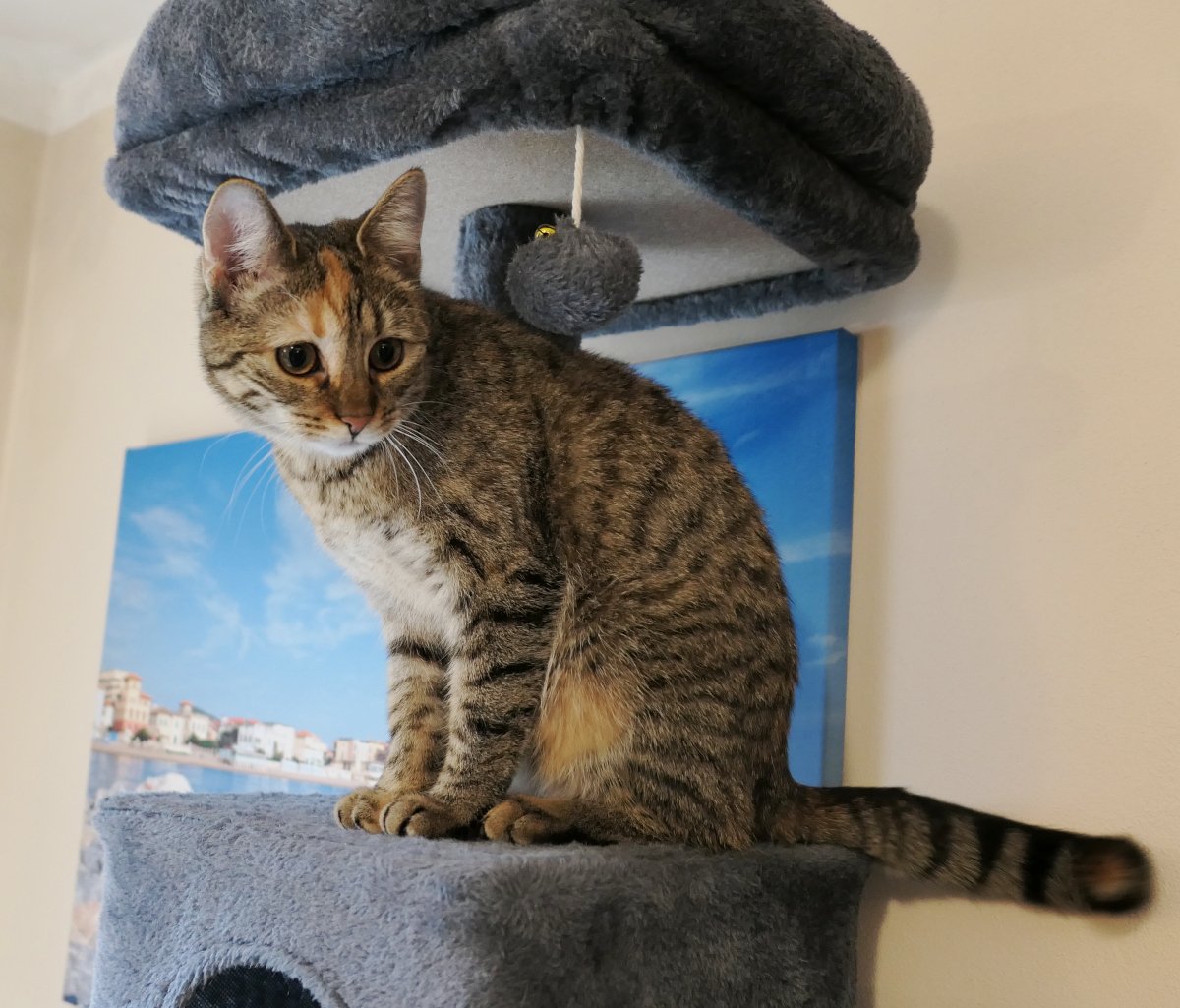 Katze Lilly sitzt aufrecht und aufmerksam auf ihrem Katzenbaum. Ihr Körper ist gespannt, der Kopf leicht zur Seite geneigt, während sie konzentriert nach unten blickt – als würde sie etwas genau beobachten oder einen Plan schmieden. Lilly-20260211