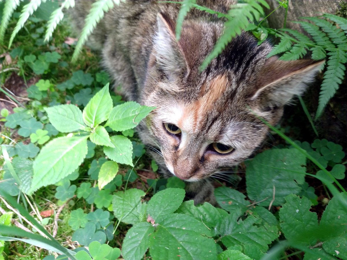 Katze Lilly sitzt aufmerksam zwischen Farnen, Klee und Waldbodenpflanzen im Wald. Mit gespitzten Ohren und neugierigem Blick erkundet sie die vielen Düfte und Geräusche ihrer Umgebung. Lilly-20260712a