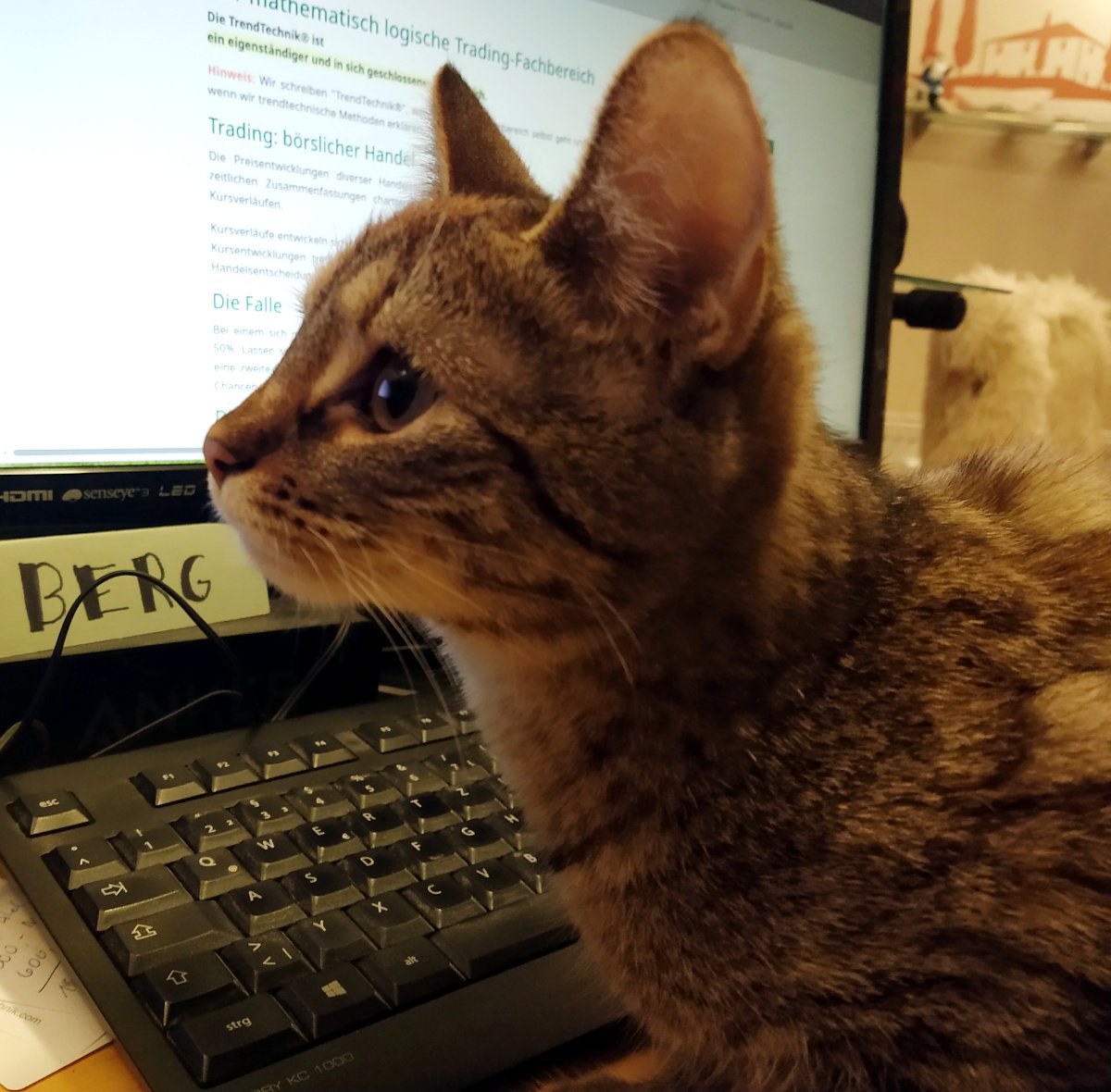 Katze Lilly sitzt selbstbewusst auf dem Schreibtisch direkt vor der Tastatur. Mit aufmerksamem Blick schaut sie seitlich auf den Bildschirm, als würde sie den Inhalt genau analysieren und überlegen, ob sie gleich eingreift oder die Menschen noch ein wenig arbeiten lässt. Lilly-20260112a
