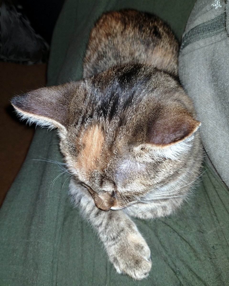 Katze Lilly liegt tief und fest schlafend auf einem Schoß, eingekuschelt im weichen Rock unter dem Tisch. Ihr Kopf ist nach unten gesunken und ruht auf ihren vorderen Pfoten – vollkommen entspannt, als gäbe es auf der Welt nichts Wichtigeres als diesen Moment des friedlichen Schlummerns. lilly-20251203