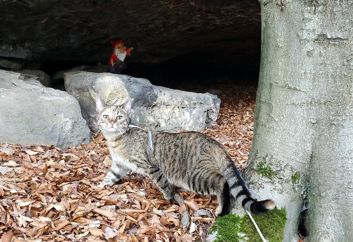 Lilly schleicht seitlich durch den Wald über raschelndes Laub, stolz in die Kamera blickend. Im Hintergrund steht in einer kleinen Höhle ein Zwerg aus Ton zwischen den Bäumen. Lilly-20260301a