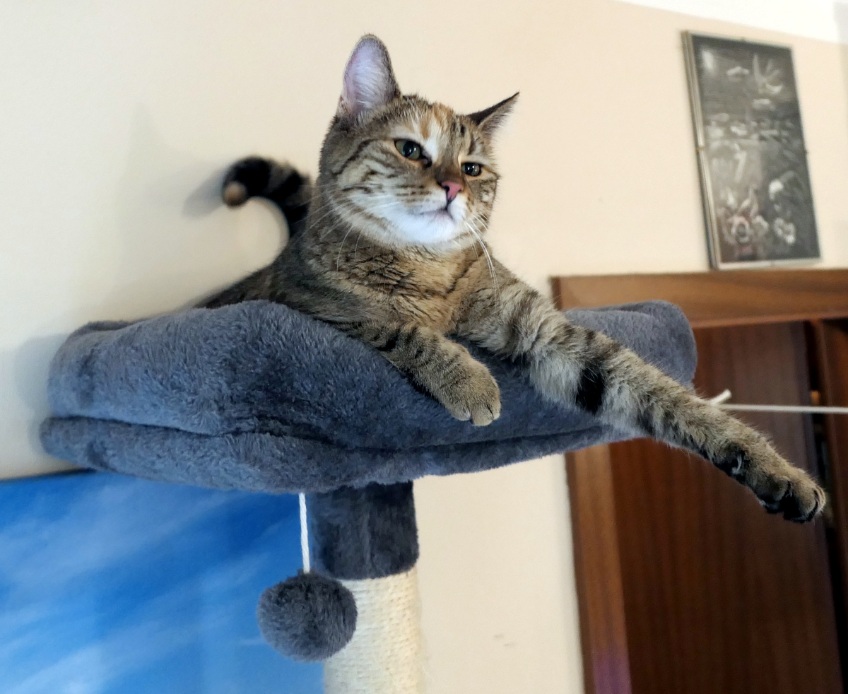 Katze Lilly liegt entspannt auf der obersten Plattform ihres Katzenbaums. Mit ausgestreckter Vorderpfote beobachtet sie aufmerksam den Raum und wirkt wie eine gelassene Wachkatze, die ihren Beobachtungsposten bezogen hat. Lilly-20260801b