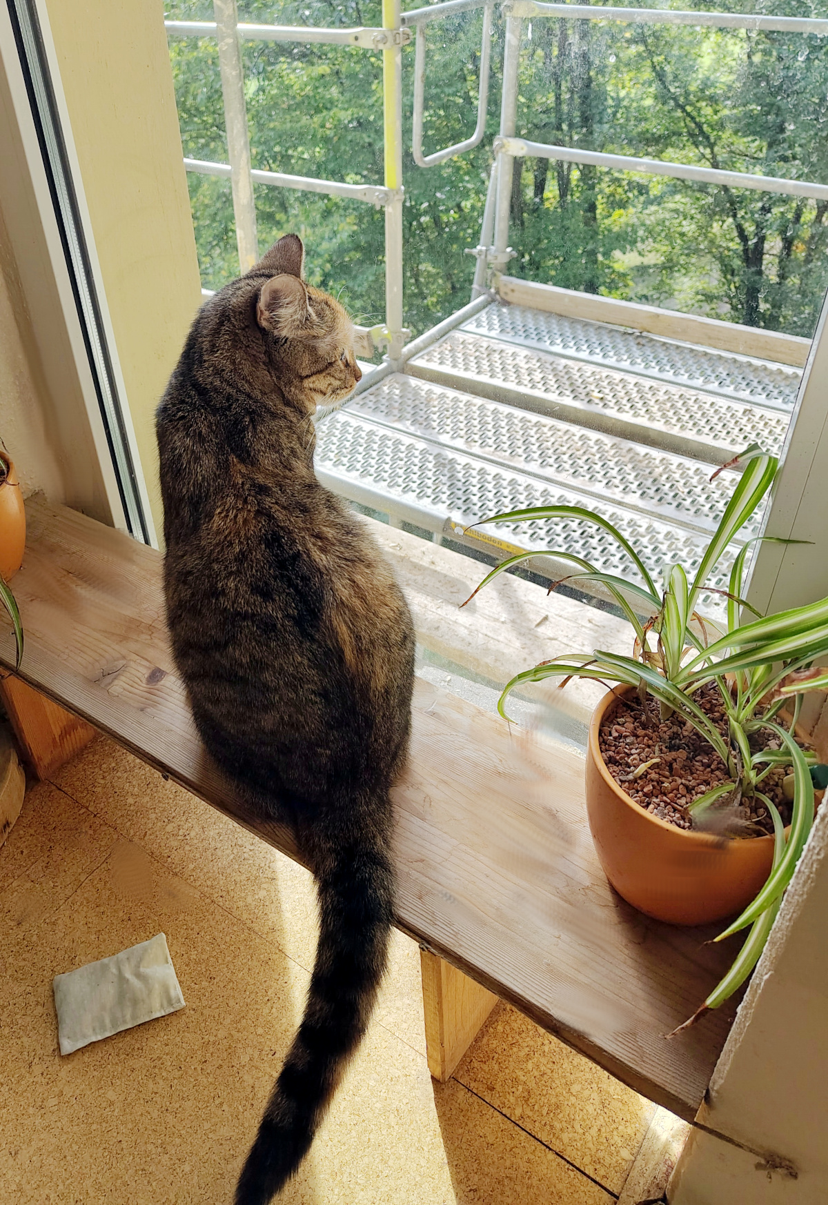 Getigerte Katze Lilly sitzt auf einer schmalen Holzbank direkt vor einem großen Fenster und beobachtet aufmerksam das Geschehen draußen. Unmittelbar vor dem Fenster ist ein Metallgerüst aufgebaut, dahinter sind grüne Bäume zu sehen. Lillys langer Schwanz hängt von der Bank bis fast zum Boden. Lilly-20261001b
