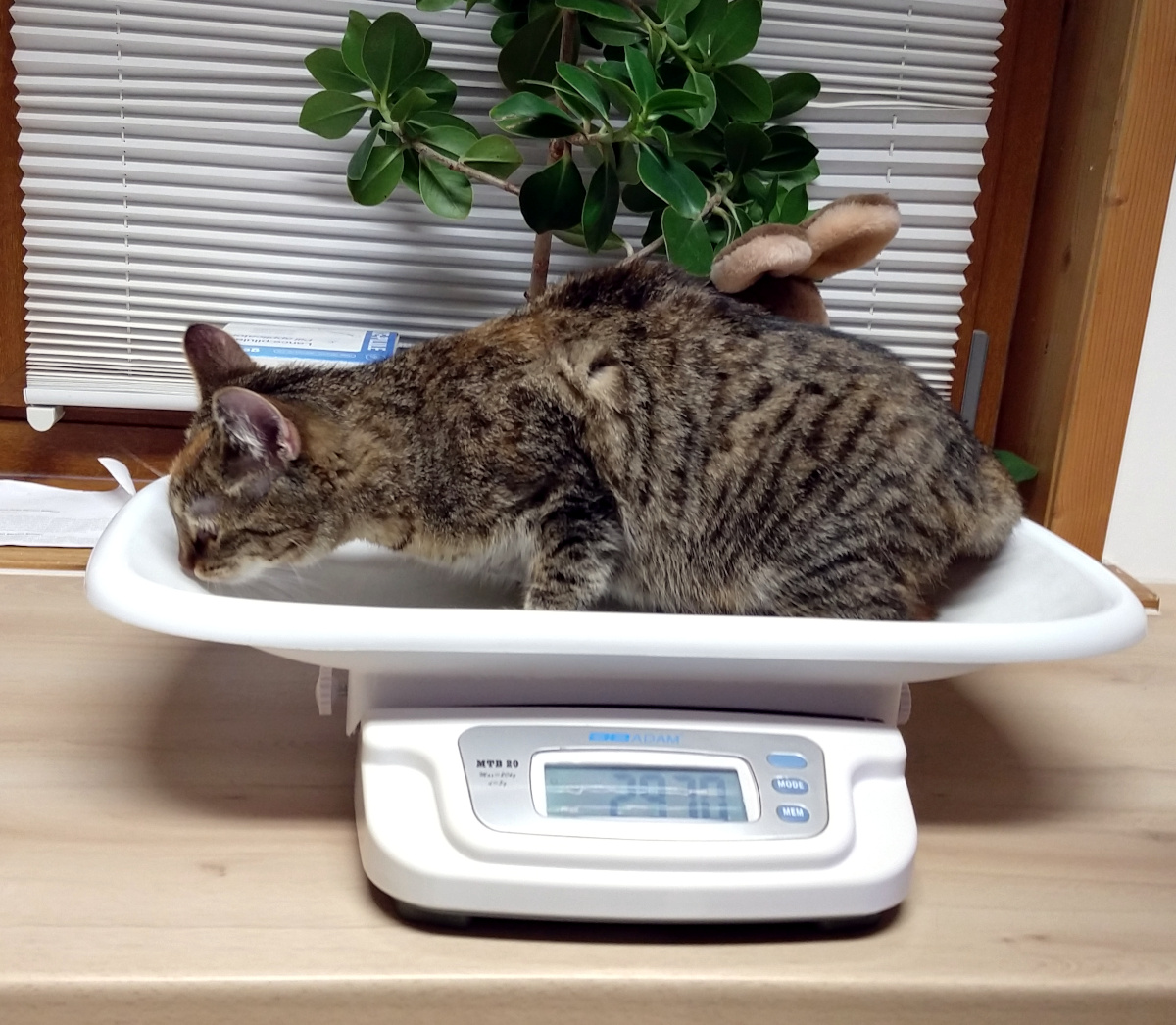 Katze Lilly steht auf einer weißen digitalen Waage. Die Anzeige zeigt deutlich 2970 g. Lilly-202600202b