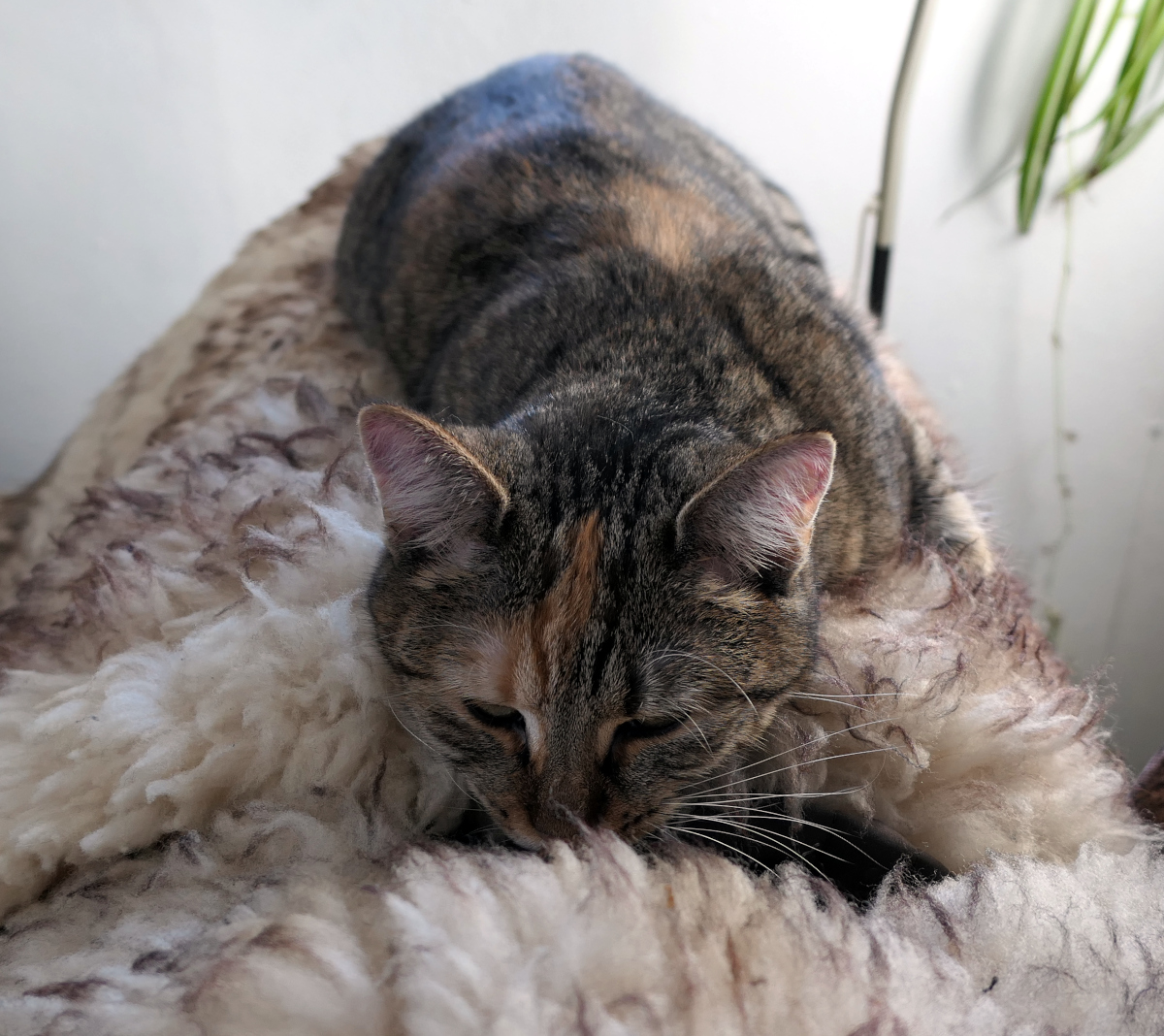 Lilly liegt lang ausgestreckt und entspannt auf einem hellen, flauschigen Schafsfell. Ihr Kopf ruht sanft im weichen Fell, während ihre Augen halb geschlossen sind und ein zufriedenes, ruhiges Schnurren erahnen lassen. Das warme Licht betont ihr weiches Fell und die friedliche Stimmung. Die Aufnahme ist von vorn, sodass ihr entspannter Gesichtsausdruck besonders gut zur Geltung kommt. Lilly-20260402