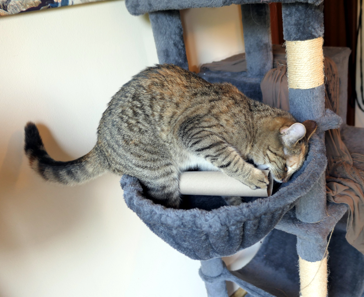 Katze Lilly beugt sich neugierig über eine Hängemulde am Kratzbaum und untersucht konzentriert eine Papprolle, in der ein Leckerli versteckt wurde. Lilly-20260602b