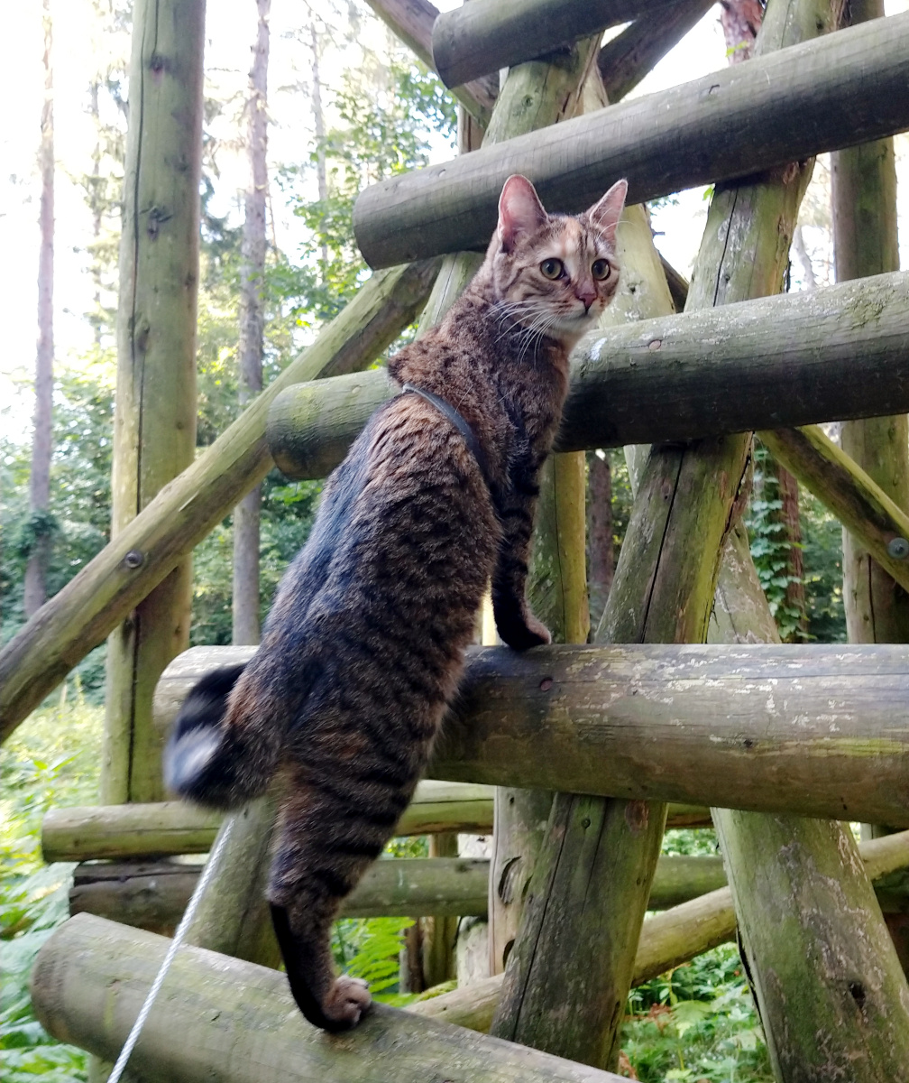 Katze Lilly klettert auf den hölzernen Stufen eines Hochsitzes und blickt entschlossen zurück, als wollte sie sagen: „Natürlich gehe ich da ganz nach oben!“ Lilly-20260802b