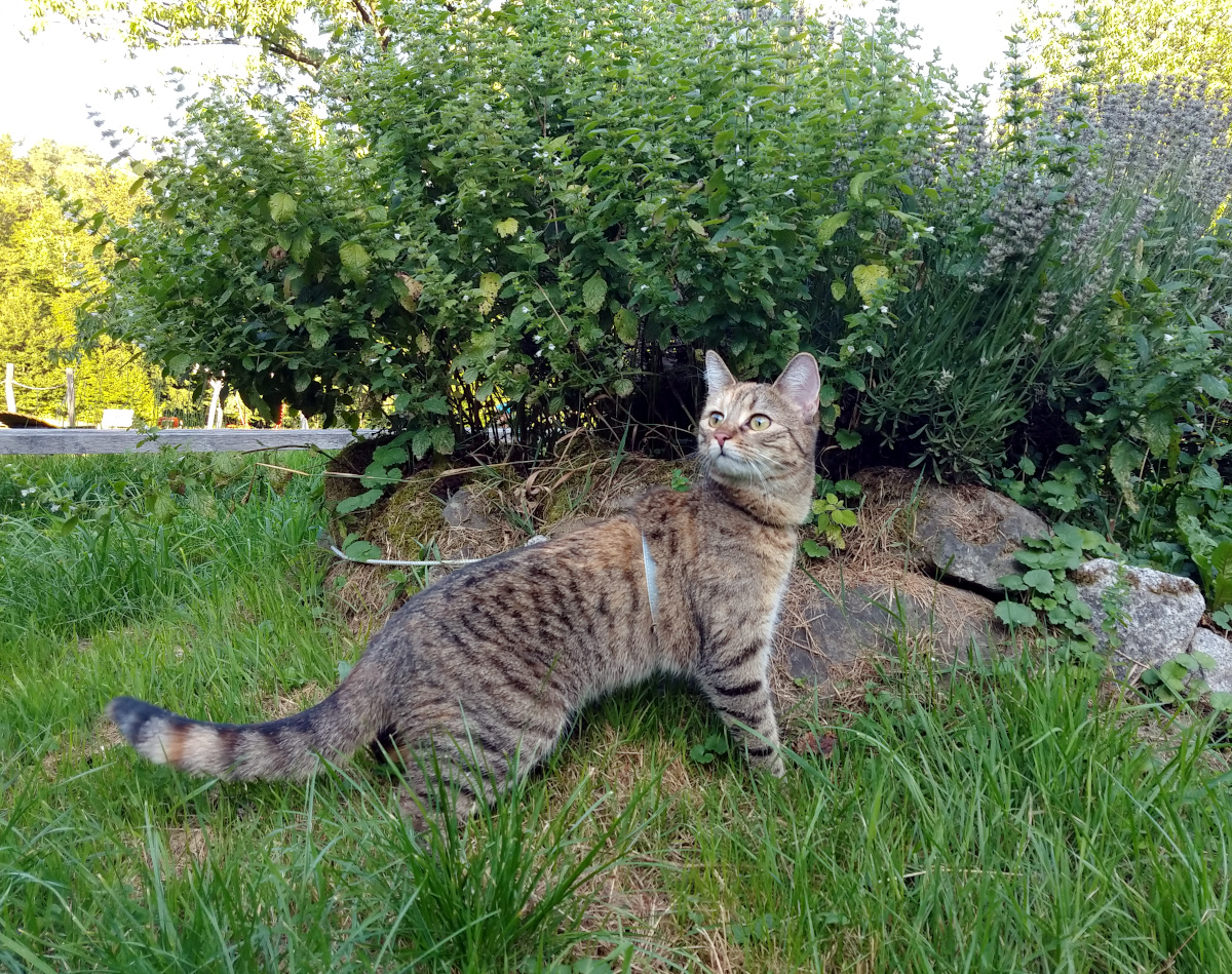 Katze Lilly steht aufmerksam auf einer Wiese vor einem mit Steinen eingefassten Kräuterbeet mit Lavendel, Minze und weiteren Kräutern. Neugierig schnuppert sie in die Natur und beobachtet ihre Umgebung. Lilly-20260802c