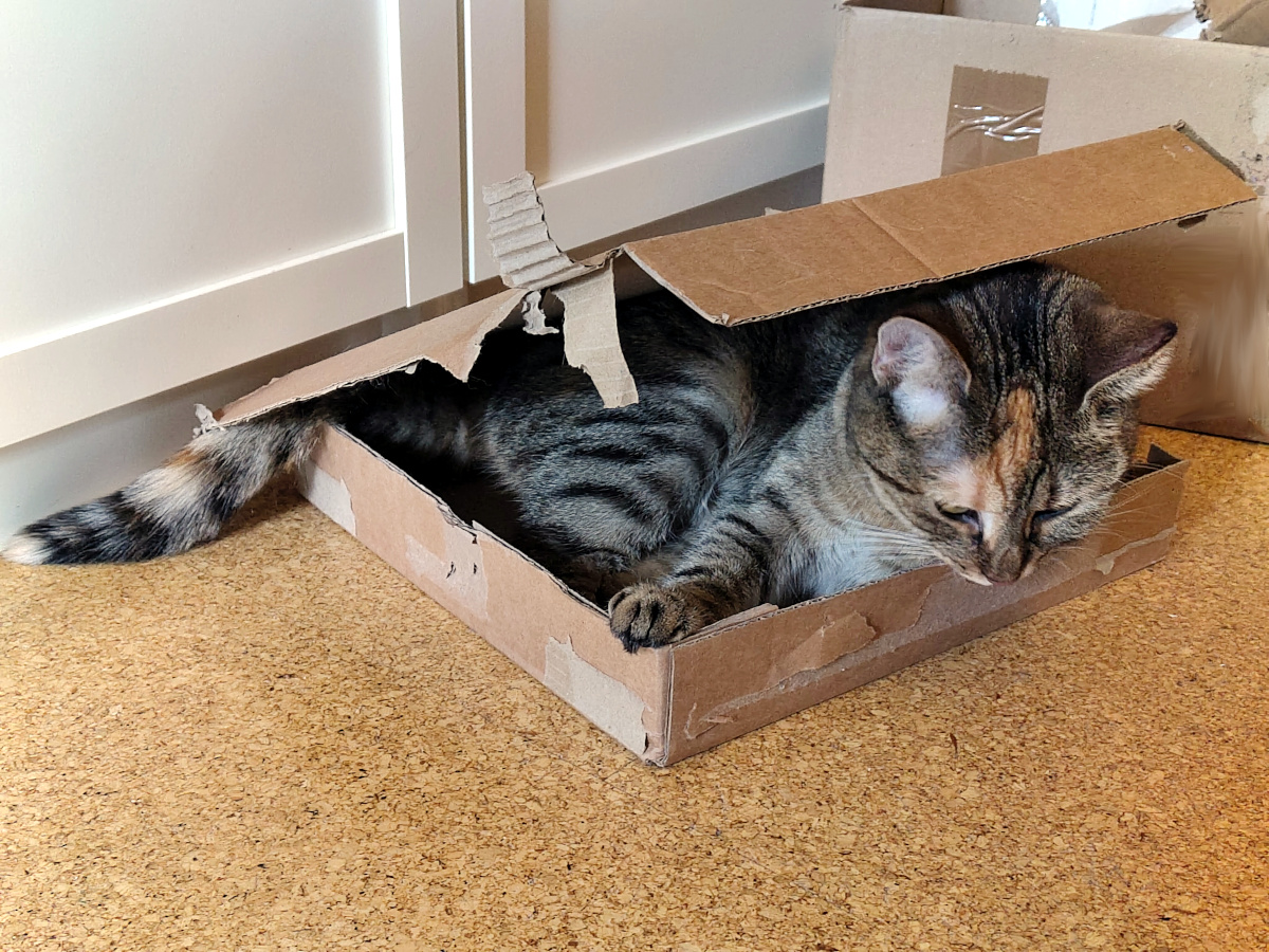 Katze Lilly liegt zusammengerollt in einem sehr kleinen, bereits stark zerfetzten flachen Pappkarton. Teile des Kartons liegen wie ein improvisiertes Dach über ihrem Rücken, während ihr Schwanz seitlich herausragt. Lilly-20260902b