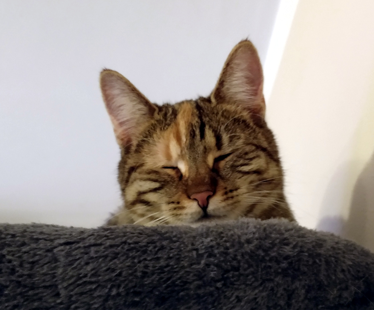 Katze Lilly liegt oben auf der oberen Liegefläche ihres Katzenbaums. Man sieht hauptsächlich ihren Kopf. Die Augen sind zugekniffen, das linke Auge (ihr rechtes) deutlich stärker geschlossen – es ist das erkrankte Auge. Lilly wirkt ruhig, aber angeschlagen. Lilly-20260203a