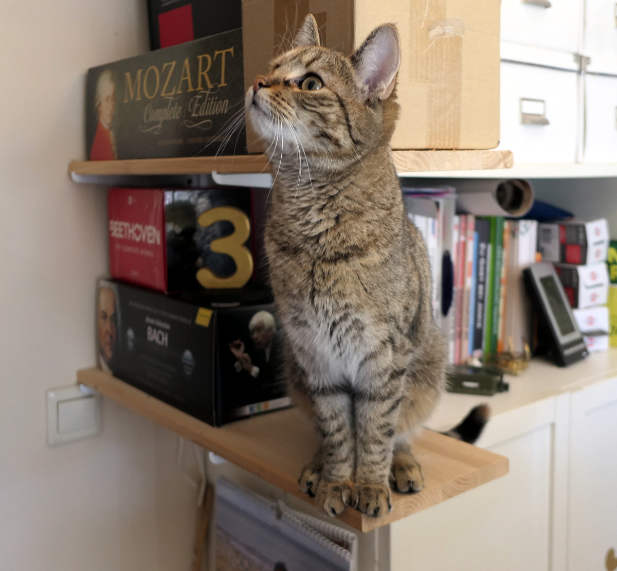 Katze Lilly sitzt aufrecht und stolz auf einem schmalen Regalbrett. Ihr Körper ist gespannt wie eine kleine Raubkatze, die Augen aufmerksam nach oben gerichtet – als würde sie bereits den nächsten, noch höheren Sprung planen. Unter ihr liegt die Welt der Zweibeiner, über ihr lockt das Abenteuer. Lilly-20260303