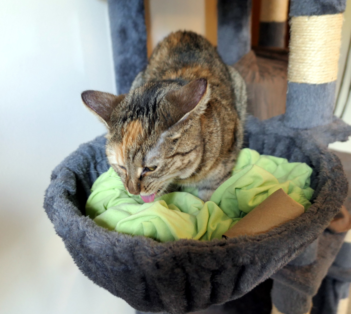 Katze Lilly sitzt im Hängekorb ihres Katzenbaums und genießt gerade ihr gefundenes Leckerli. Ihre kleine rosa Zunge ist zu sehen, während sie zufrieden kaut. Neben ihr liegt die leere Papprolle auf dem grünen Tuch. Lilly-20260703b