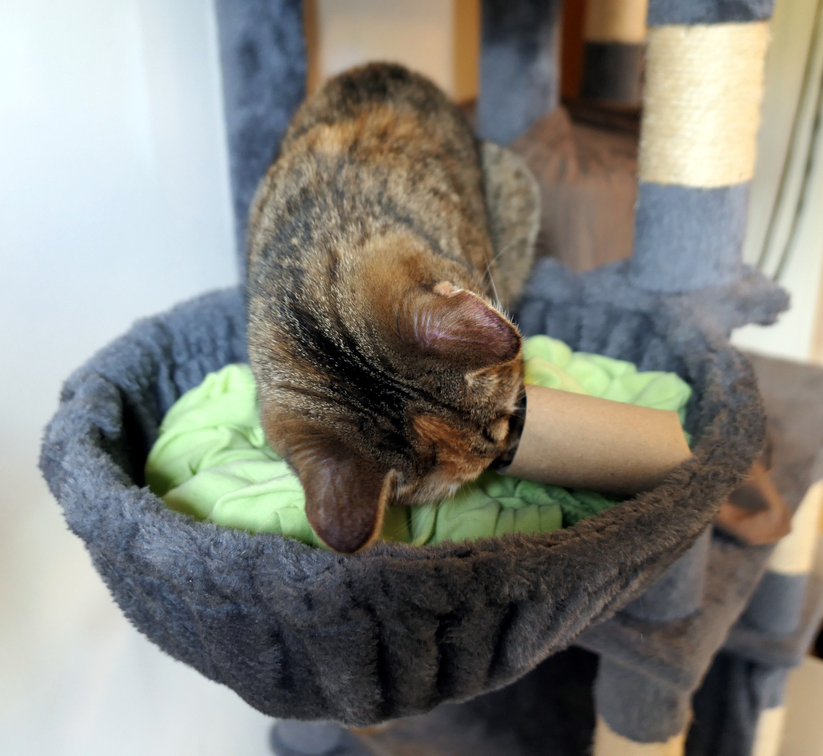 Katze Lilly beugt sich neugierig über eine kleine Papprolle im Hängekorb ihres Katzenbaums. Obwohl das Leckerli bereits gefunden wurde, kontrolliert sie sorgfältig, ob sich nicht doch noch ein weiterer Schatz darin versteckt. Lilly-20260703c